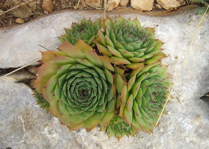 Marina Διαμέρισμα Τρογκίρ